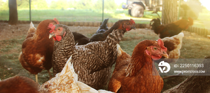自由放养农场里的母鸡。这只母鸡产下了第一质量的有机鸡蛋