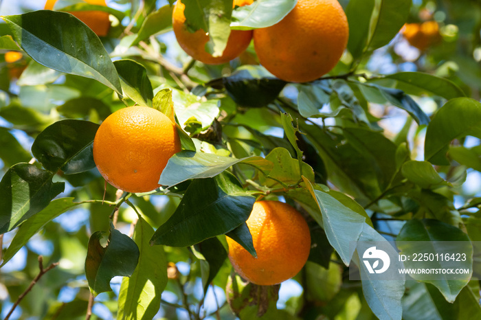 橙はみかんの一種で家系代々の長寿や繁栄を願う縁起物