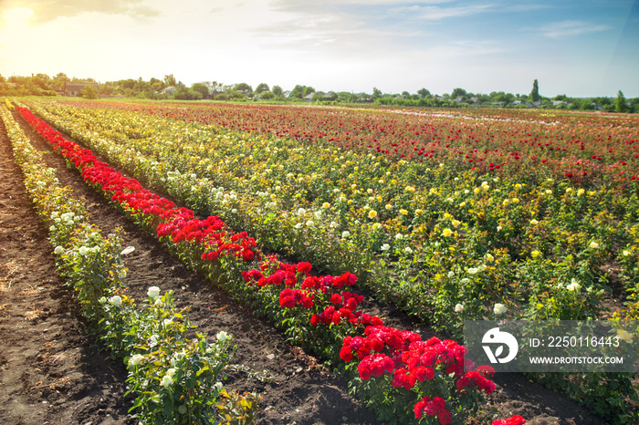 colorful fields with blooming roses in the sunset sun light in the summer outdoors..