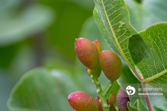 Cultivation of important ingredient of Italian cuisine, plantation of pistachio trees with ripening 