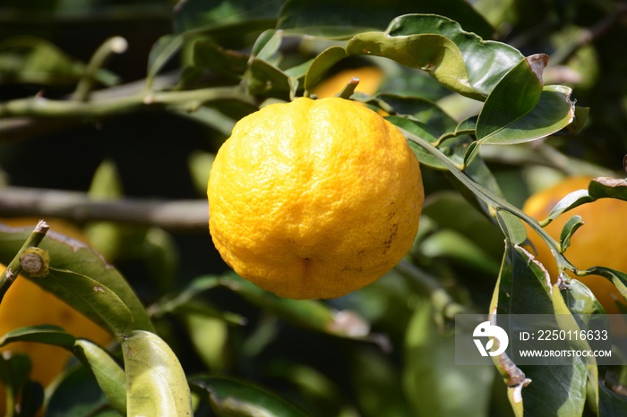 Yuzu orange fruits