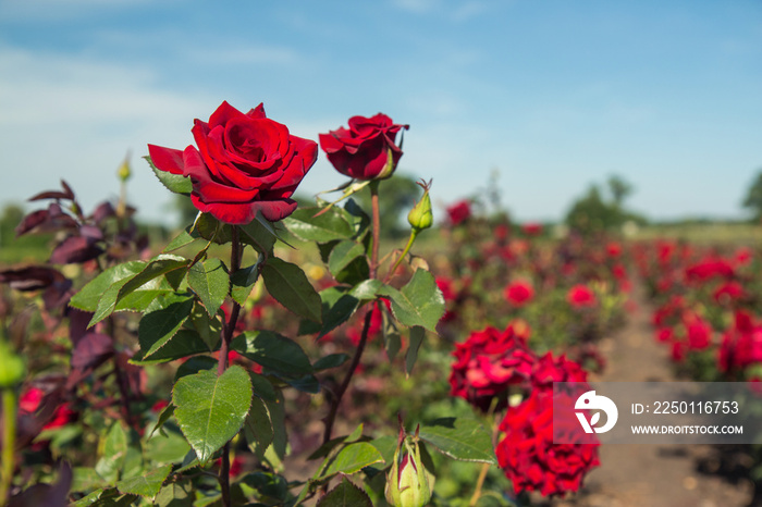 colorful fields with blooming red roses, summer outdoors.