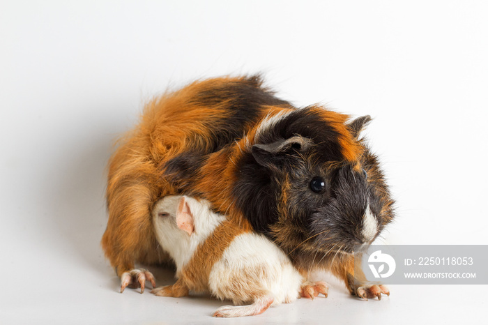 Guinea pig mom with pup isolated on white background