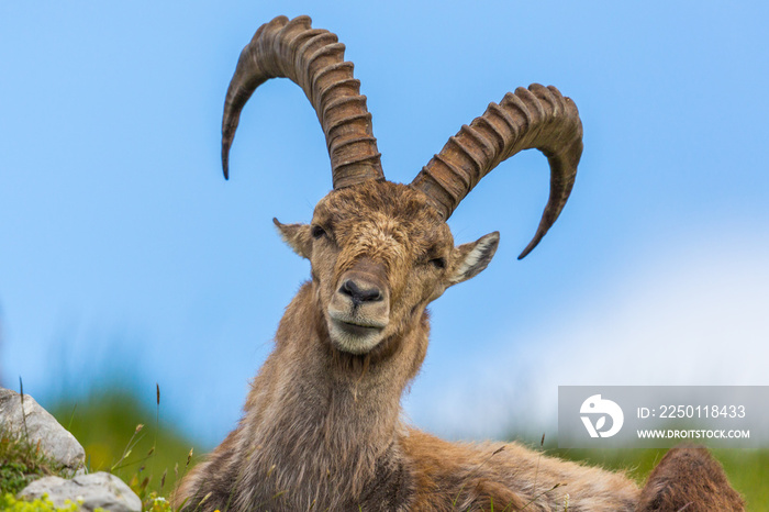 portrait natural alpine capra ibex capricorn sitting in meadow