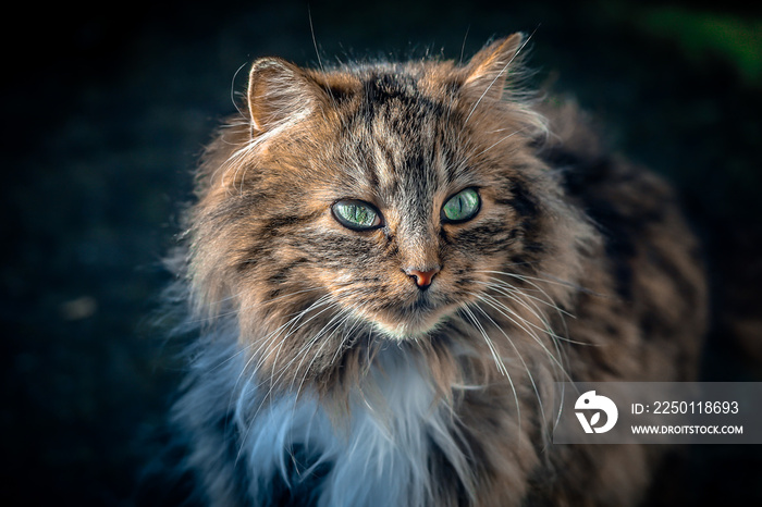 portait dun chat éclairé par le soleil