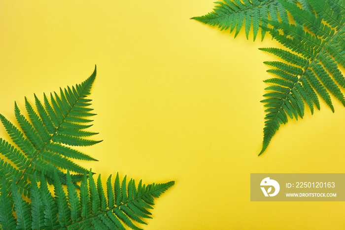 Border of fern leaves on yellow. Top view with copy space. midsummer background