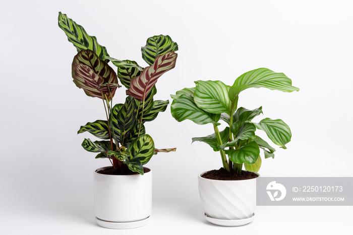 Calathea Makoyana和Calathea Orbifolia在白色陶瓷壶中，背景为孤立的白色。