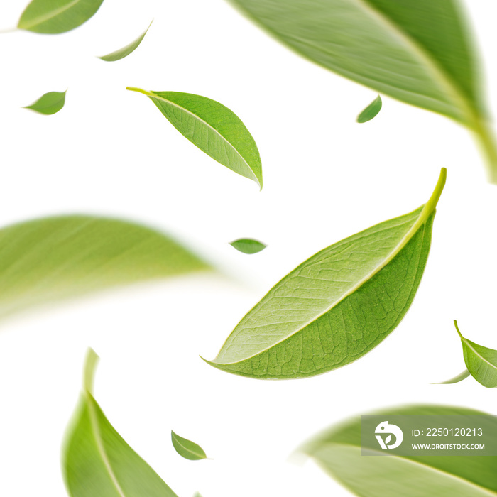 绿色茶叶在空中飞舞，有机天然成分概念健康产品，S