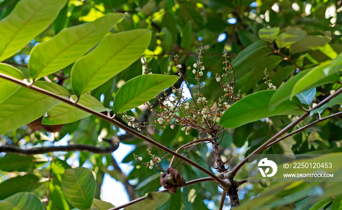 Crabwood tree flowers or Andiroba flowers (Carapa guianensis), Rio, Brazil