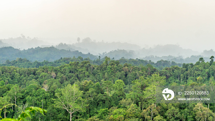 婆罗洲丘陵茂密雨林的美丽全景