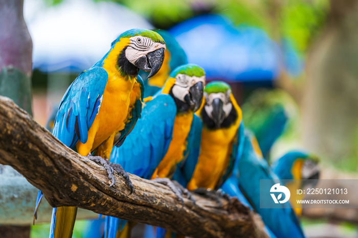 Group of colorful macaw on tree branches