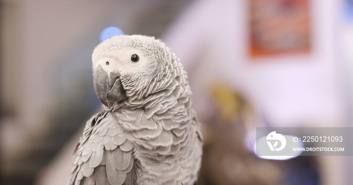 Lovely African grey parrot