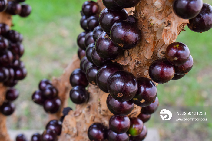 水果。异国情调。在树上成熟的Jaboticaba，准备收割。Jaboticaba是土生土长的巴西葡萄