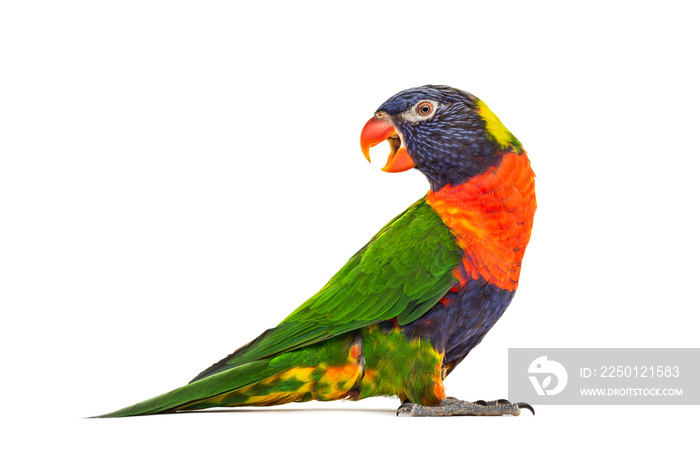 Side view of a Rainbow Lorikeet, Trichoglossus moluccanus