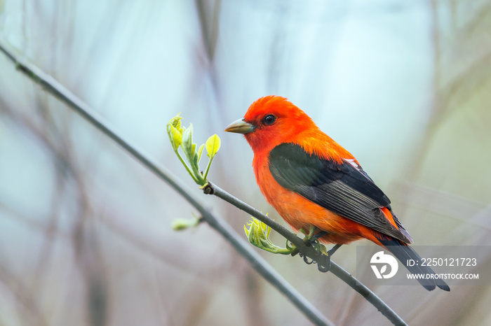 繁殖羽毛中的雄性猩红Tanager。橡树港。马吉沼泽野生动物区。俄亥俄州。美国