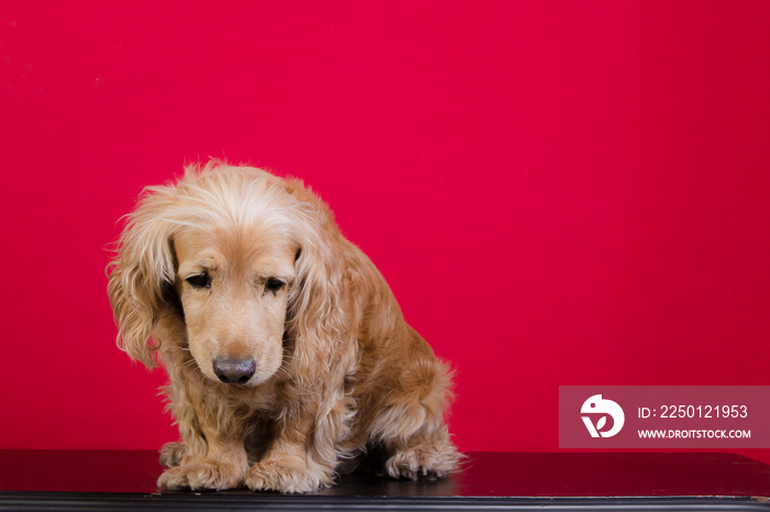 Perro cocker español dorado sentado en fondo rojo