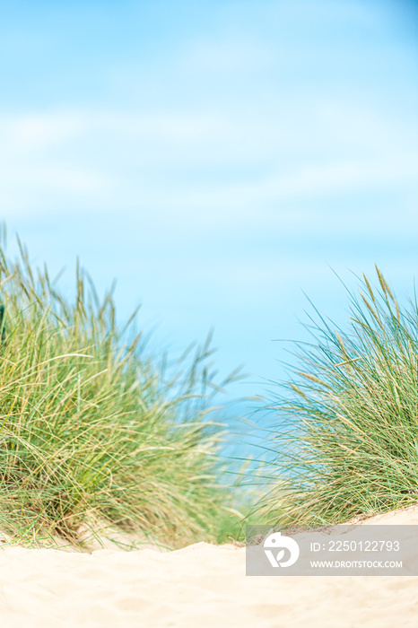 Dune with beach grass on Sylt island.