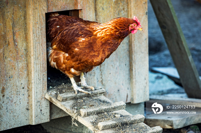 Hen on the chicken ladder