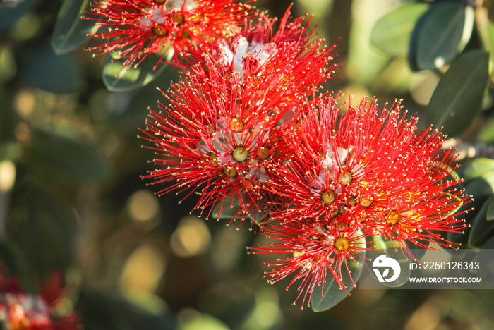 新西兰圣诞树——红色波户川花（Metrosideros excelsa）的特写图片。