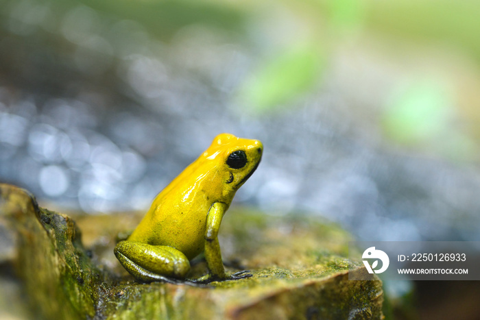 Golden poison dart frog (Phyllobates terribilis) in rainforest. Tropical frog living in South Americ