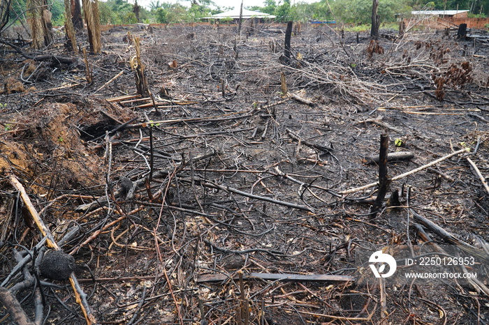亚马逊雨林因建造新房而遭到破坏，roa的间接后果