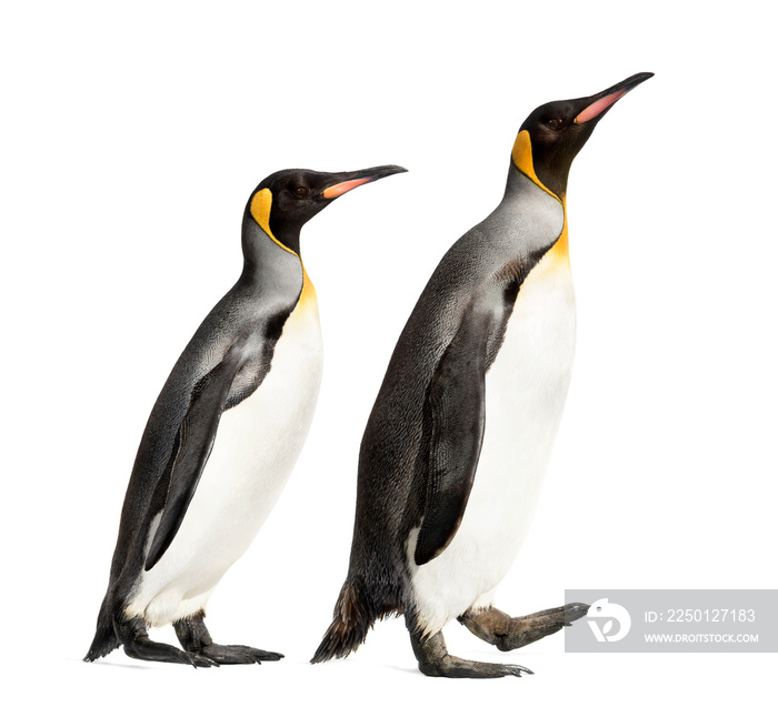 Side view of a king penguin walking, isolated on white