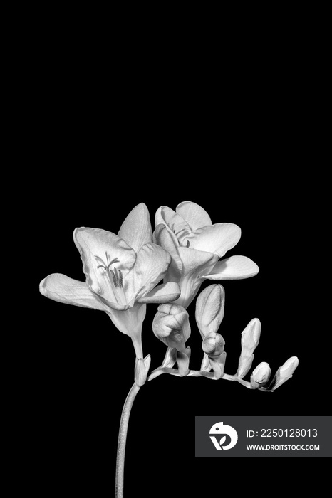 高音单色小苍兰，黑色背景下有白色花蕾和微距花朵，复古绘画st