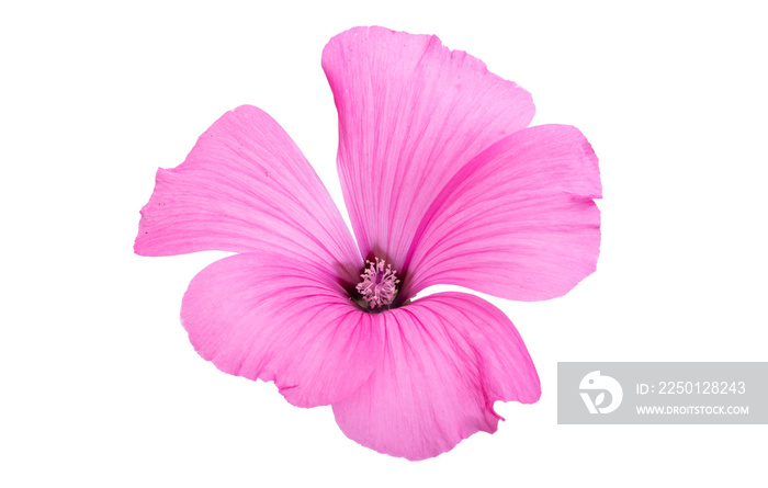 pink mallow flower isolated