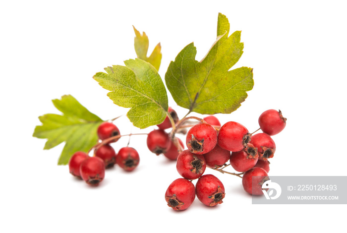 hawthorn berries isolated