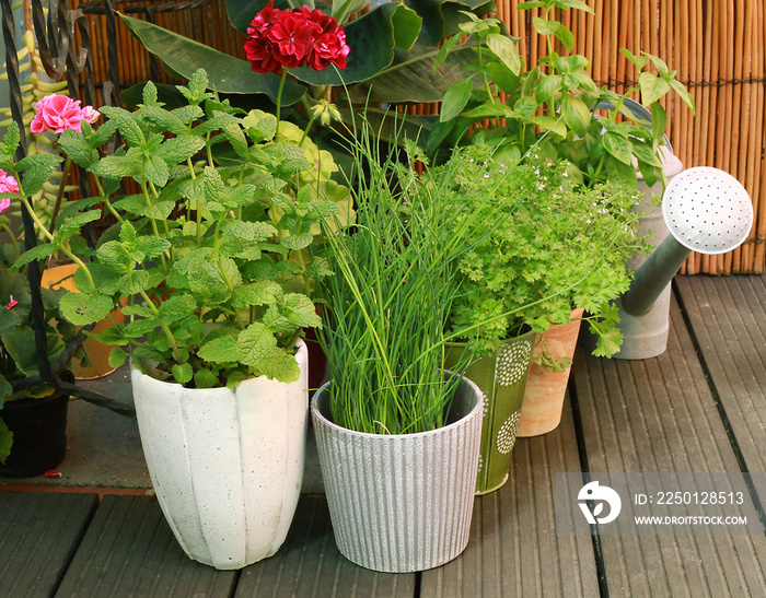 Plantes aromatiques en terrasse de jardin