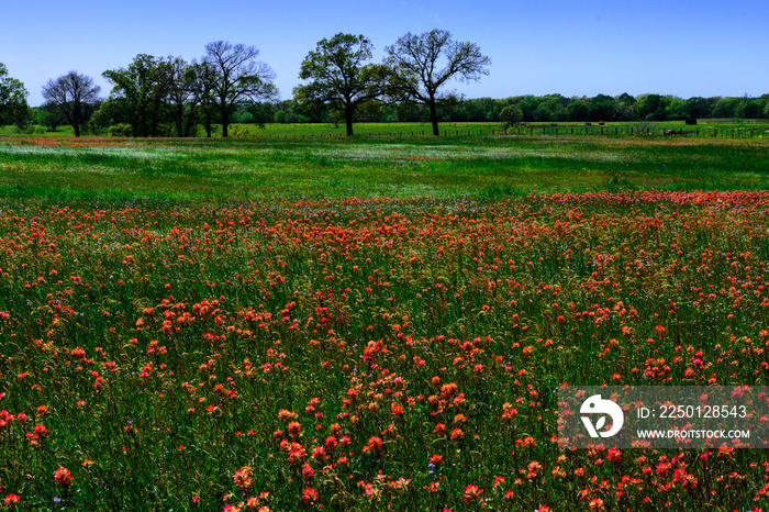 East Texas Wildflowers-0540