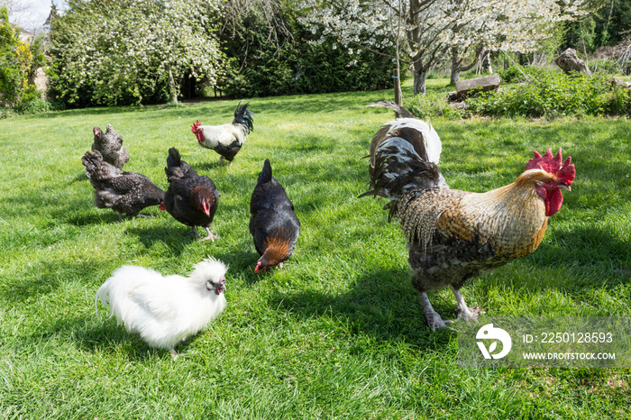 Gros coq et jolies poules pondeuse