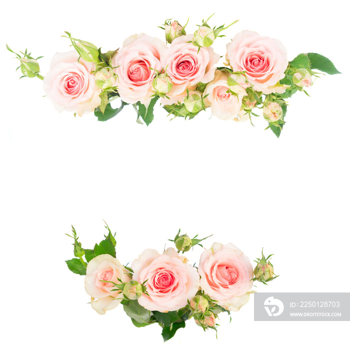 粉色盛开的新鲜玫瑰边框隔离在白色背景上