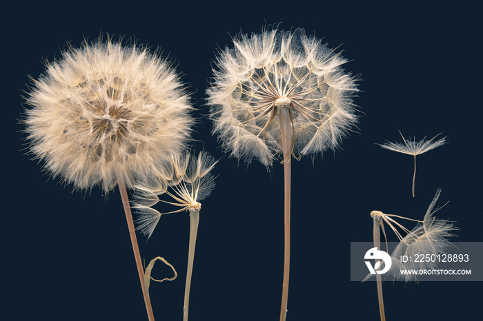 dandelion seeds fly from a flower on a dark blue background. botany and bloom growth propagation.