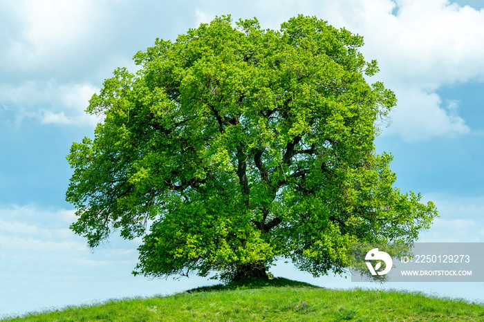 Große Linde als Einzelbaum