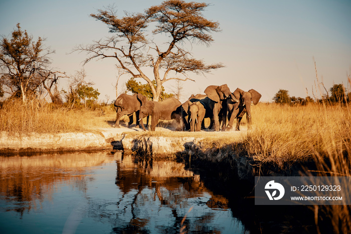 Gruppe Elefanten am Ufer des Kwando River bei Sonnenuntergang, Caprivi, Namibia