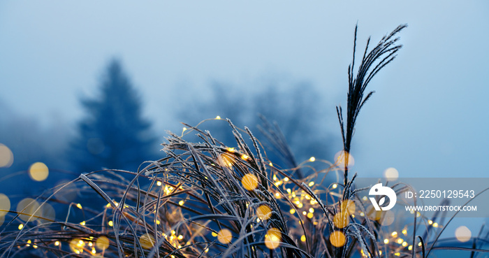 Weihnachtlicher Garten- tausende Lichterin gefrorenen Gräsern vor kahlen Bäumen in der Adventszeit