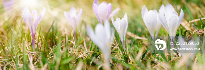 Bunte Blumenwiese im Frühling und Krokus