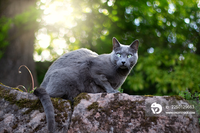 Russisch Blau Katze