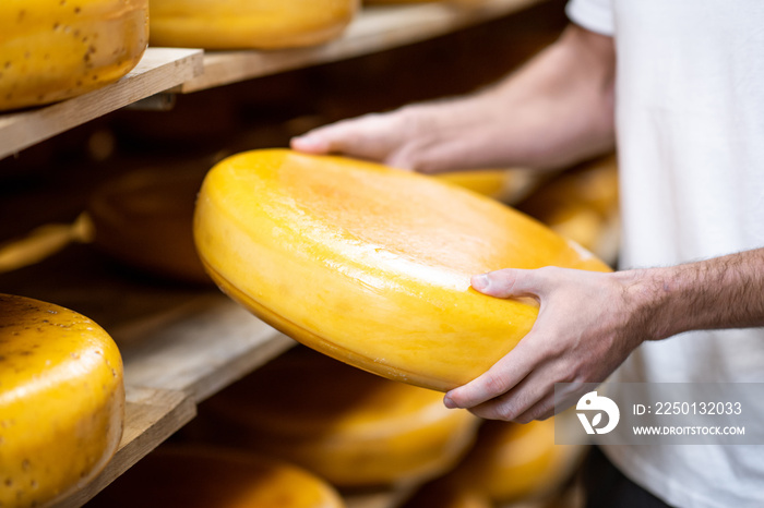 Worker taking cheese wheel at the storage during the cheese aging process. Close-up view with no fac