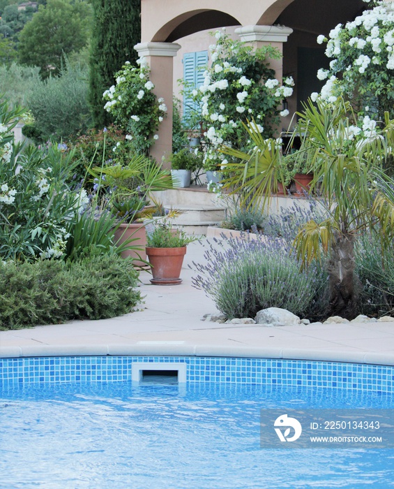 美丽的法国花园，前面有游泳池，露台上有白玫瑰，法国普罗旺斯