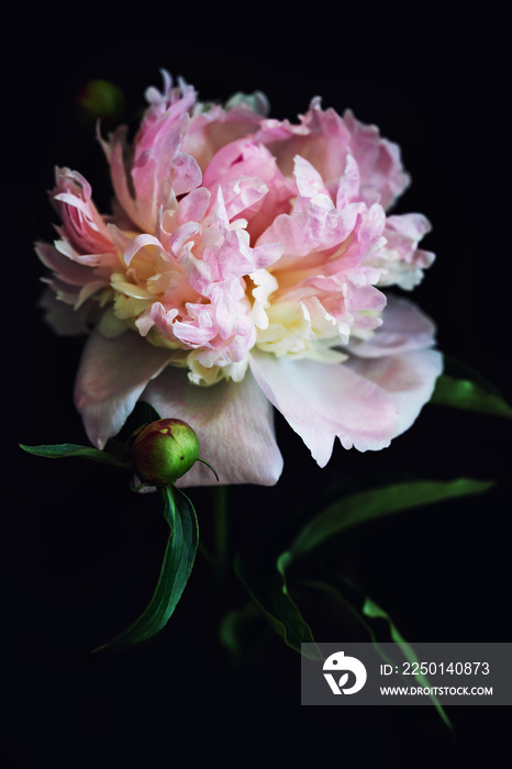 Beautiful fluffy blooming pink peony on black background