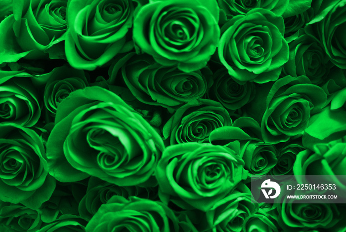 Background of many green roses. Valentines Day.