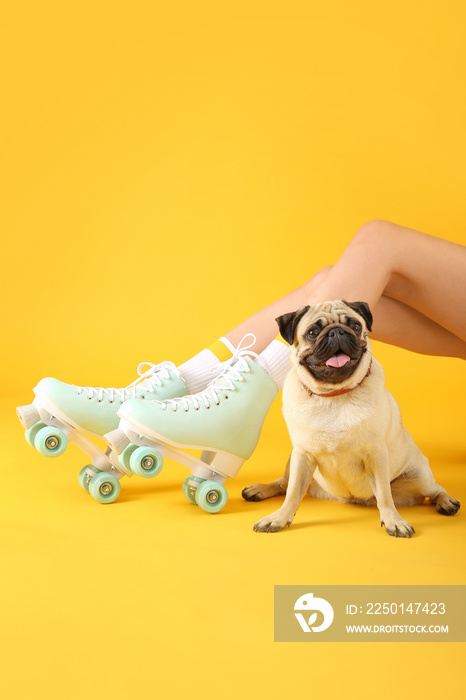 Cute pug dog and woman in roller skates on color background