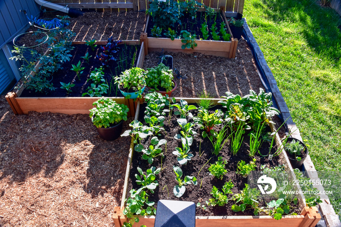 从你自己的花园里吃新鲜食物是健康生活方式的一部分。春天种植，这是一种凸起的背部