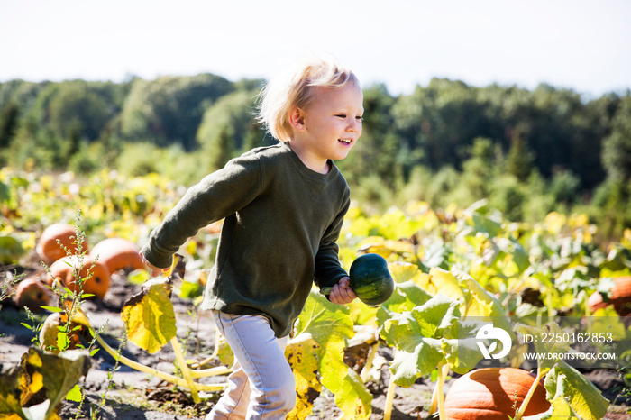 Boy (2-3) walking through pumpkin patch