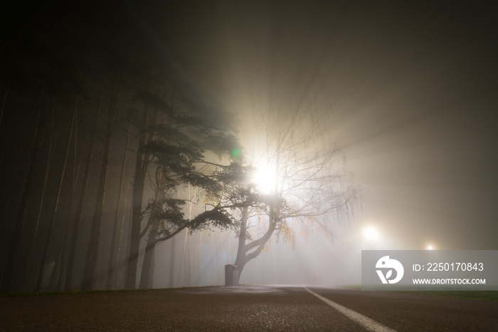 Fog in the autumn night park