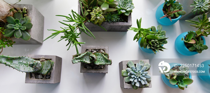 Succulents, cactus, Haworthia and attenuata on white table