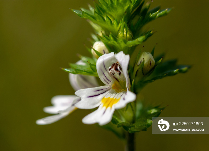 美丽的小花-Eyebright（Euphrasia officinalis）。照片拍摄于爱尔兰。Co-Louth