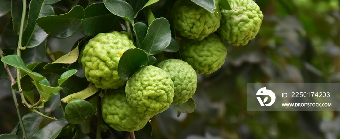 Citrus hystrix, kaffir lime or makrut lime hanging on its branches and tree